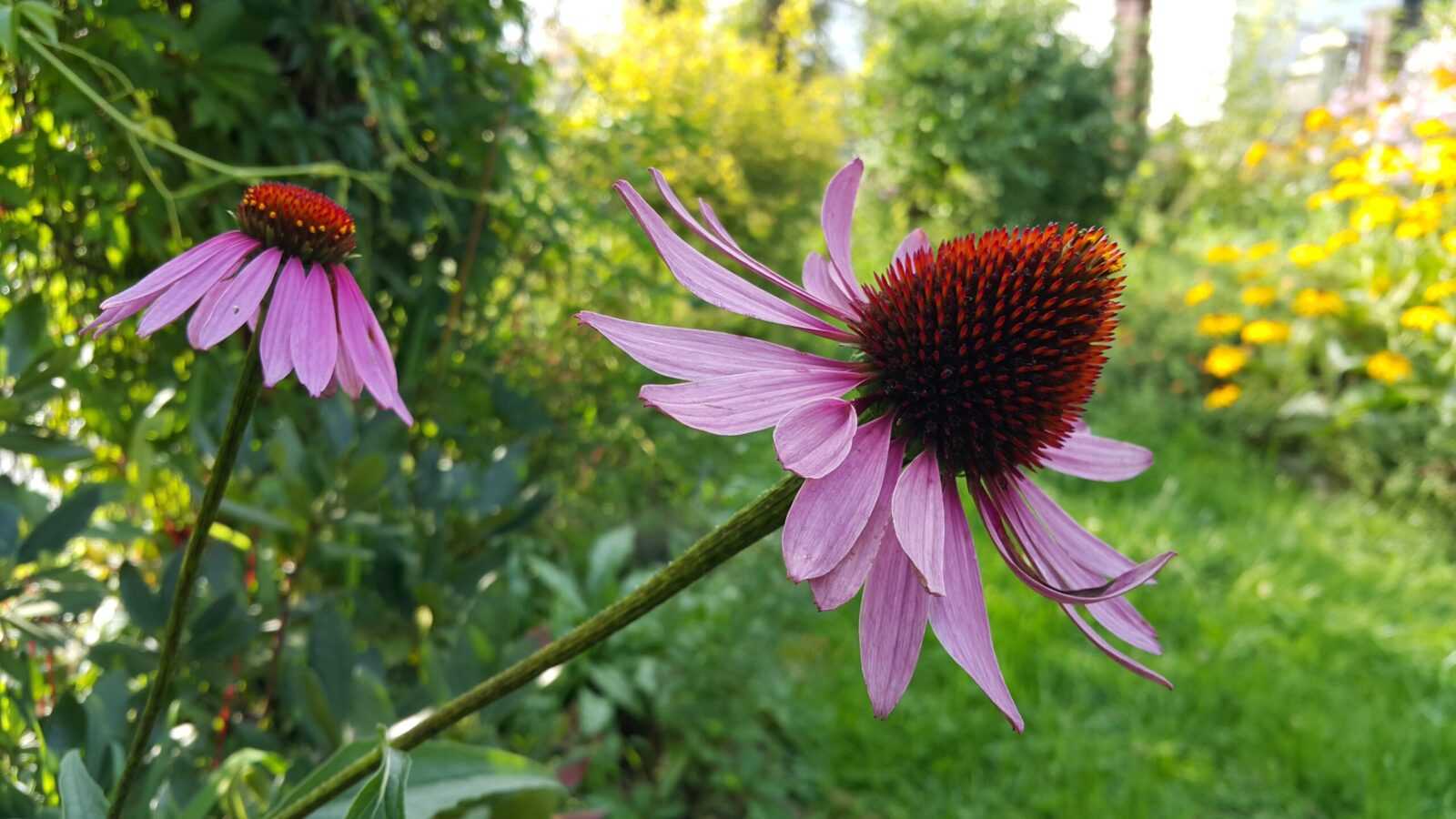 Szkółka kwiatowa Lanckorona